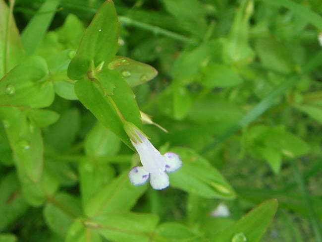 タケトアゼナの花と特徴的な葉