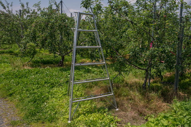 りんご園地 6月頃の作業