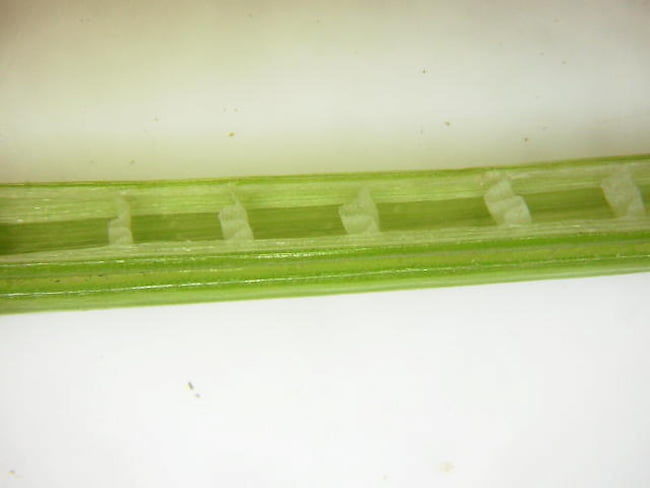 クログワイの茎の断面