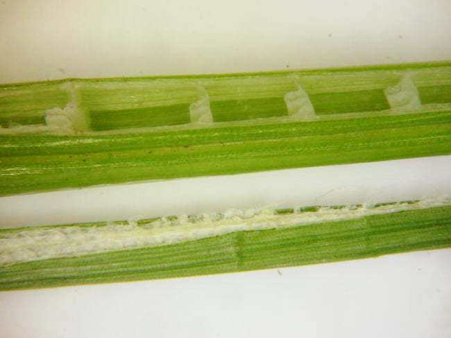 クログワイの茎（上）とイヌホタルイ（下）の茎の断面