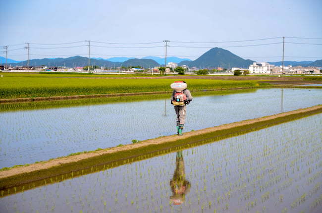 畦畔からの除草剤投入