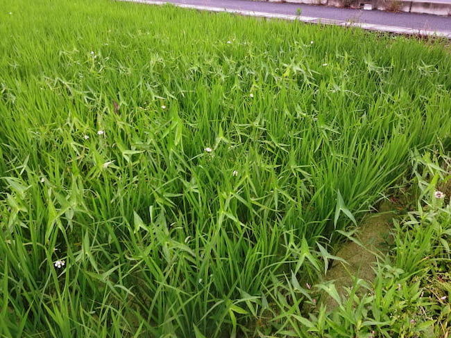 オモダカ 大型の株