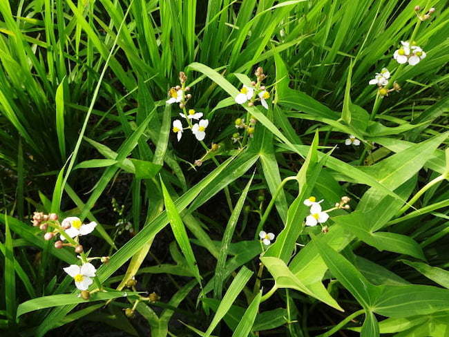 オモダカの花と丸い果実