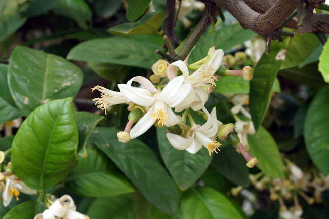 柑橘類の花(レモン)の落弁期