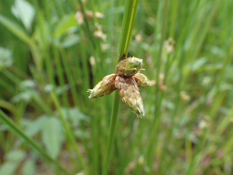 【水田雑草】ホタルイの効果的な除草対策と、防除に使えるおすすめ除草剤一覧