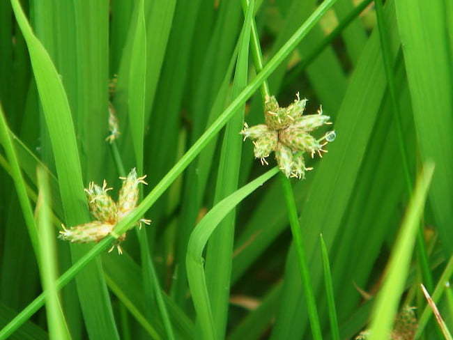 開花期のイヌホタルイ 小穂 茎の途中についているように見える