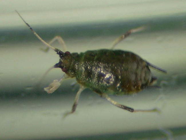 リンゴコブアブラムシ成虫(体長1.6mm)
