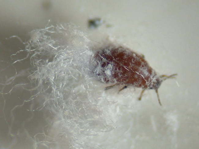 リンゴワタムシ成虫(体長2mm)
