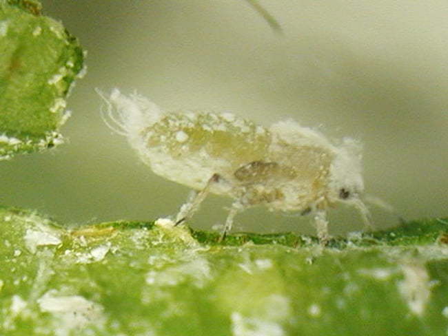 ニシヤワタアブラムシ成虫(体長4.5mm)