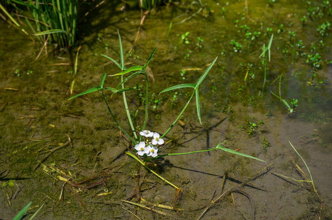 水田　SU抵抗性雑草　オモダカ