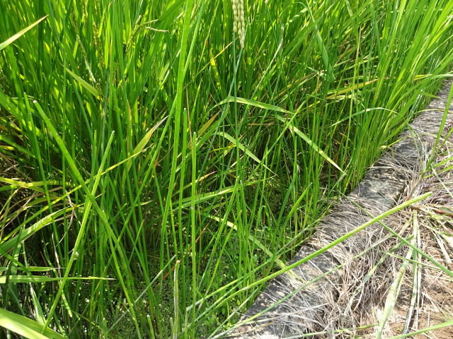 クログワイ 生育期