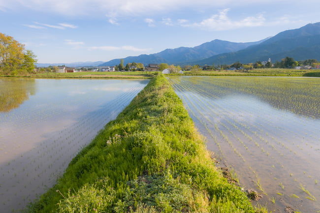 水田　畦畔　雑草