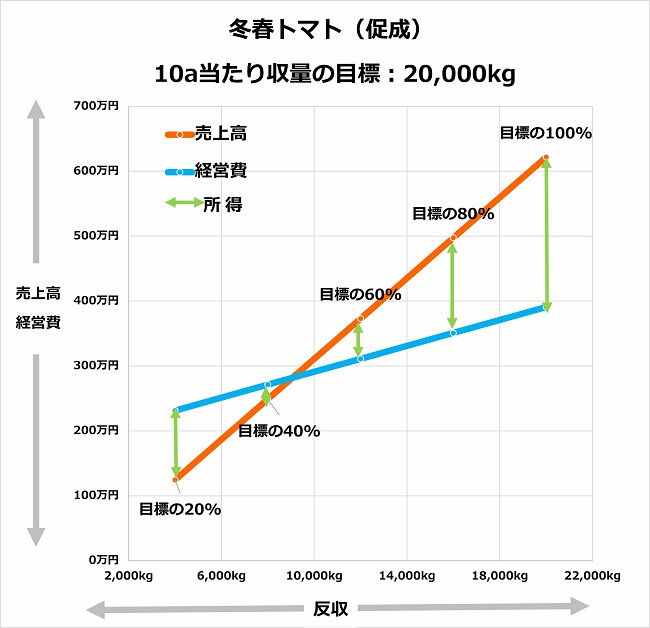 冬春トマト（促成）
