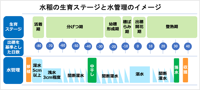 落水と収穫のタイミングは？ 品質を確保するための水田管理のポイント