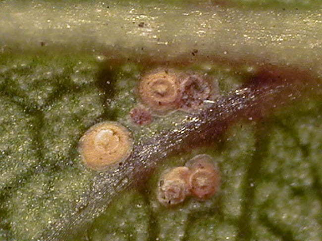 ナシマルカイガラムシの成虫(体長約2mm)と幼虫