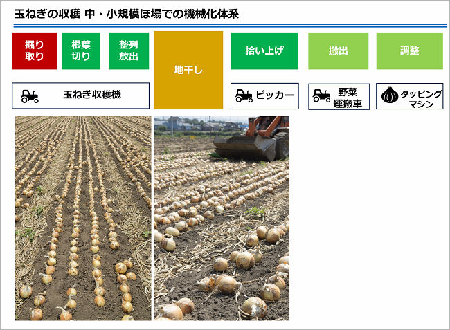 玉ねぎの収穫 中・小規模ほ場での機械化体系