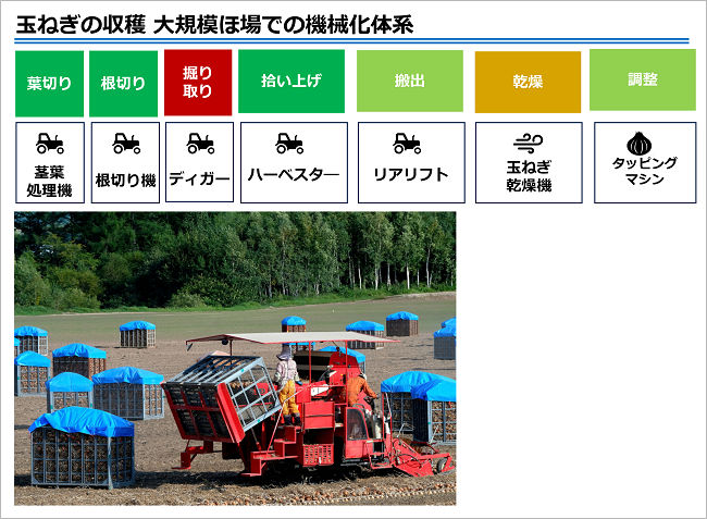 玉ねぎの収穫 大規模ほ場での機械化体系