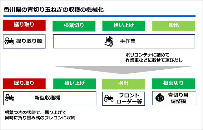 香川県の青切り玉ねぎの収穫の機械化