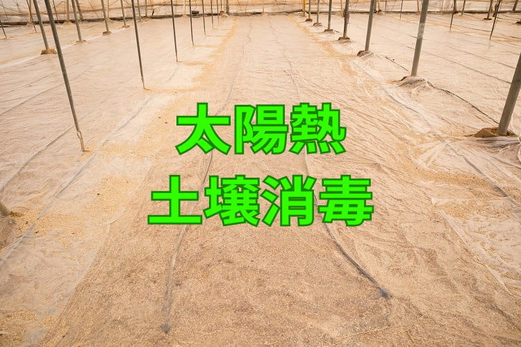 太陽熱土壌消毒の方法は？ 防除効果を高めるには