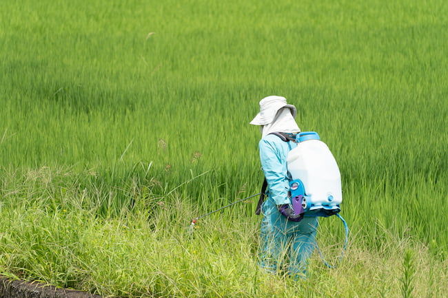畦畔の除草剤散布