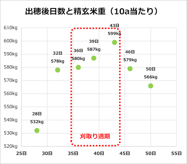 水稲 適期に刈り取ると、精玄米重が高くなる