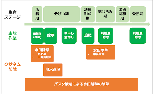クサネム防除の時期