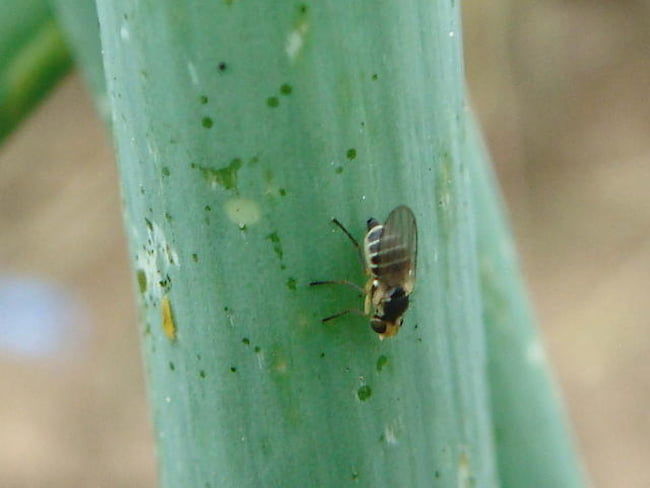 ネギハモグリバエの成虫