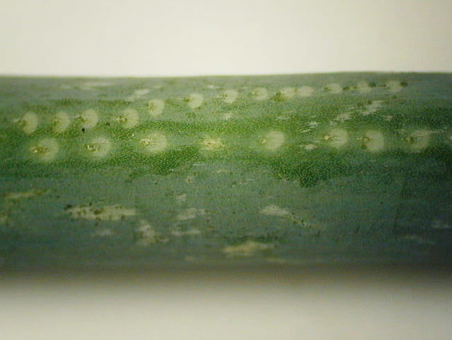 ネギハモグリバエ 成虫の食害痕 産卵痕