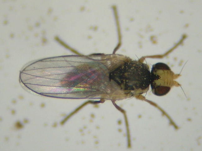 ネギハモグリバエの成虫(体長約2mm)