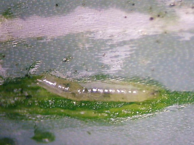 ネギハモグリバエの幼虫(体長約3mm)