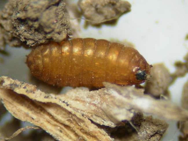 ネギハモグリバエの蛹(体長約2.5mm)