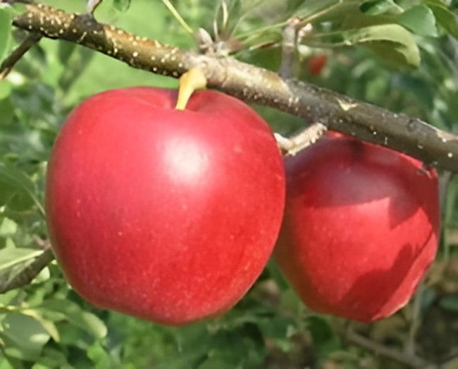 早生りんご「紅みのり」