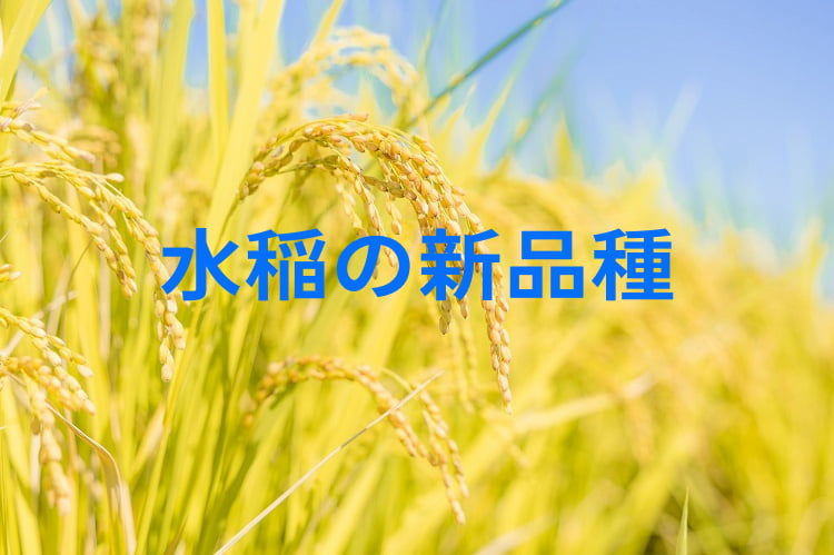 水稲(米)の新品種一覧!主食用・飼料用の“今導入すべき”多収&新形質米の品種とは