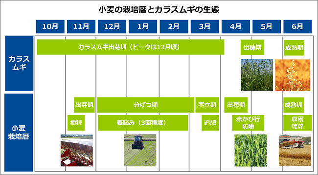 小麦の栽培暦とカラスムギの生態