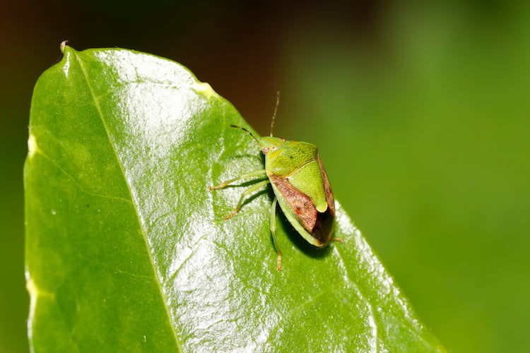 みかんのカメムシ対策!果樹カメムシ類の生態と農薬防除のポイント