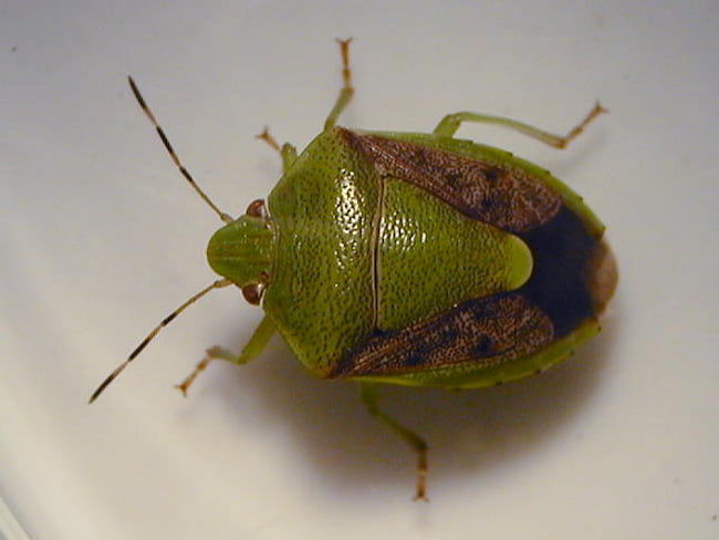 チャバネアオカメムシ成虫