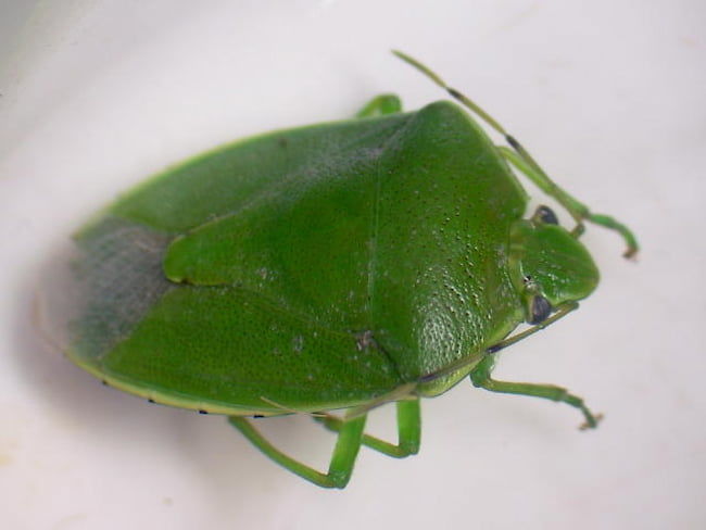 ツヤアオカメムシ成虫