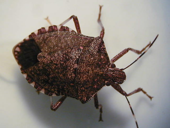 クサギカメムシ成虫