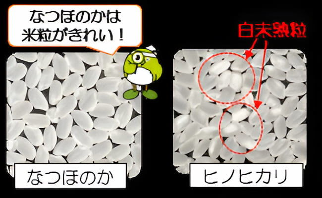 「なつほのか」は、高温条件下で登熟期を迎えても白未熟粒の発生が少ない