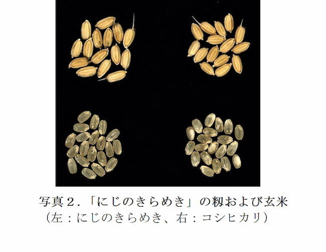 水稲の新品種「にじのきらめき」の玄米外観品質は「コシヒカリ」より優れている