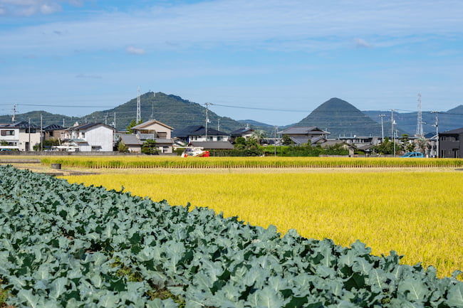 水稲とブロッコリーの輪作