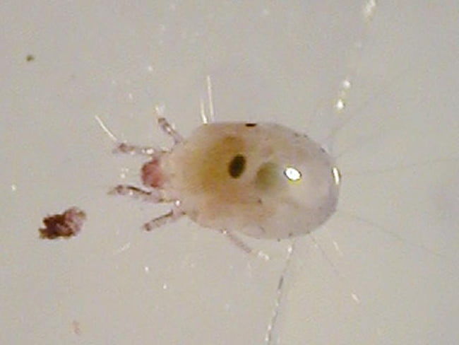 ホウレンソウケナガコナダニの成虫