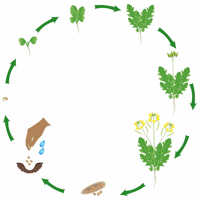 植物のライフサイクル