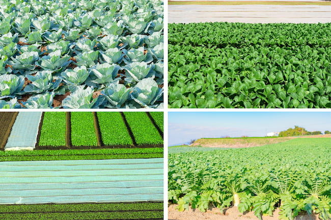 栄養成長期に収穫する野菜 キャベツ 小松菜 ほうれん草 大根