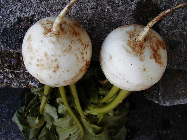 カブ キスジノミハムシ幼虫による食害