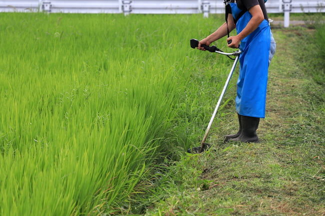 水田畦畔の草刈り