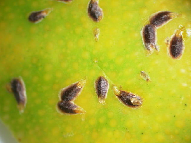 柑橘類 ヤノネカイガラムシの成虫(雌)