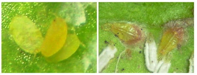 左:ヤノネカイガラムシ1齢幼虫(体長0.2mm) 右:ヤノネカイガラムシ雌2齢幼虫(体長1mm)