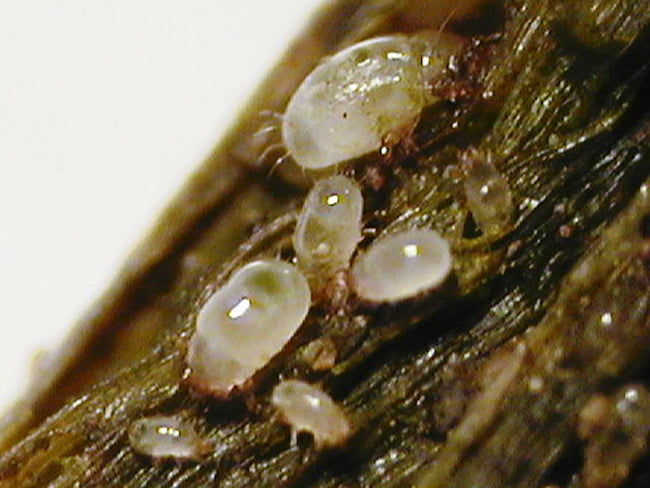ネダニ類の成虫