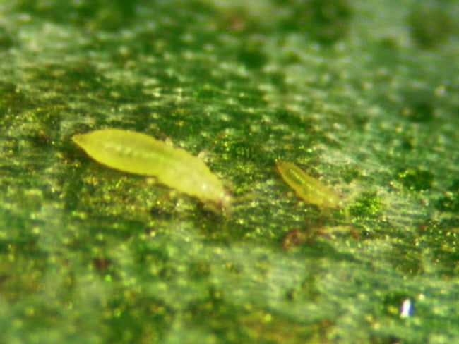 玉ねぎ アザミウマ類 成虫と幼虫